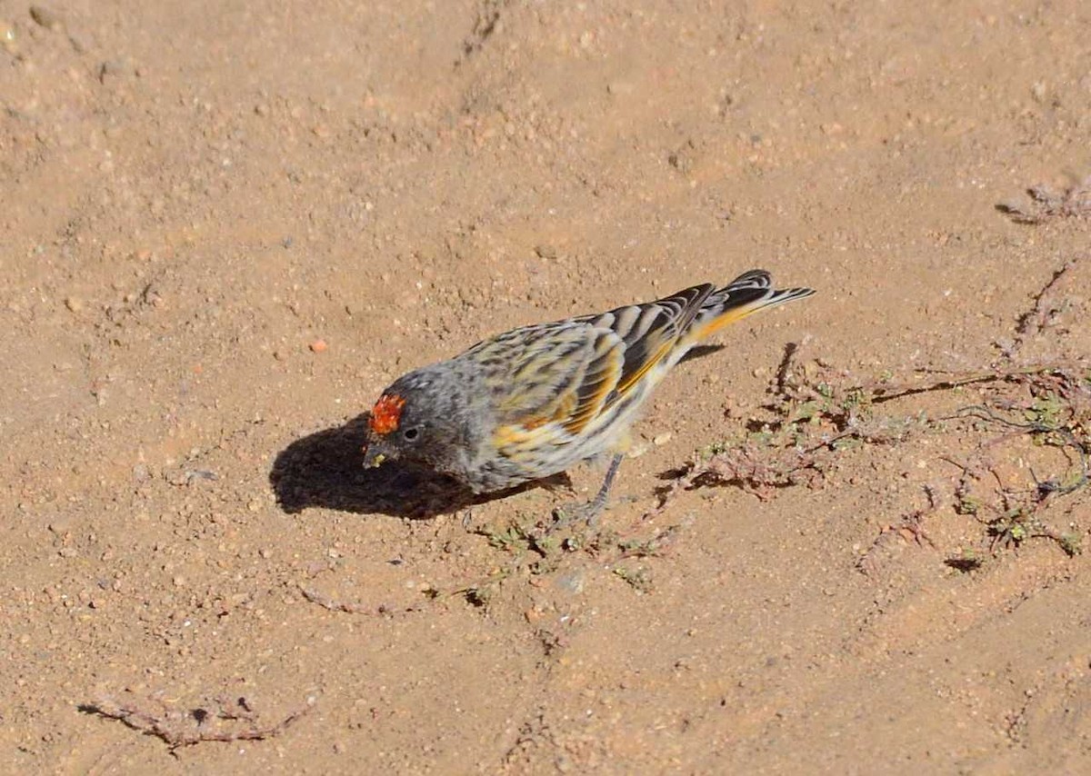 Fire-fronted Serin - ML712010