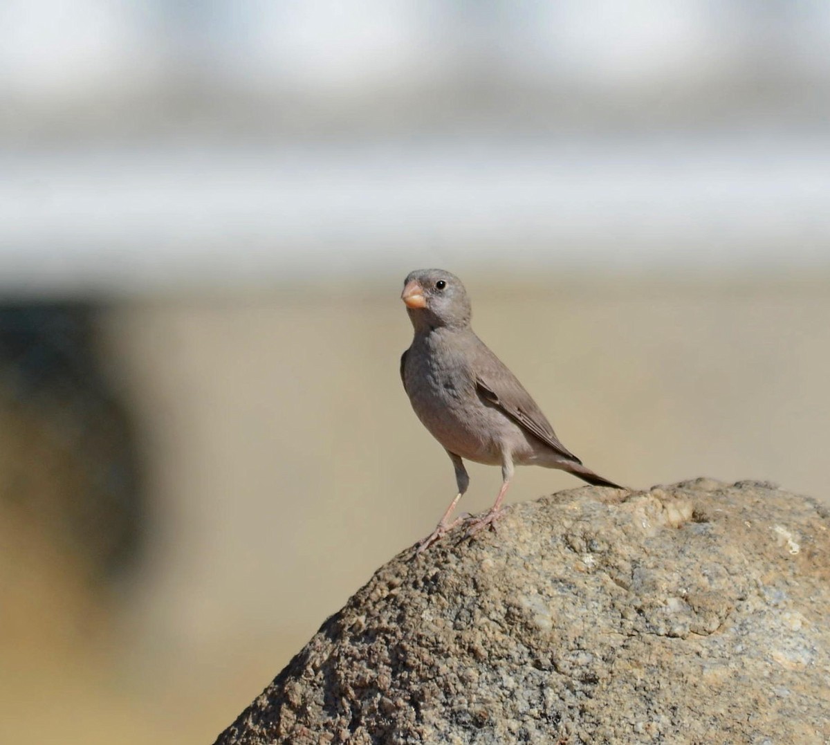 Trumpeter Finch - ML712011