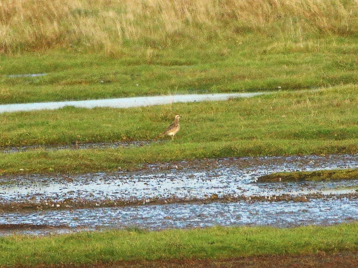 Eurasian Dotterel - ML71201381