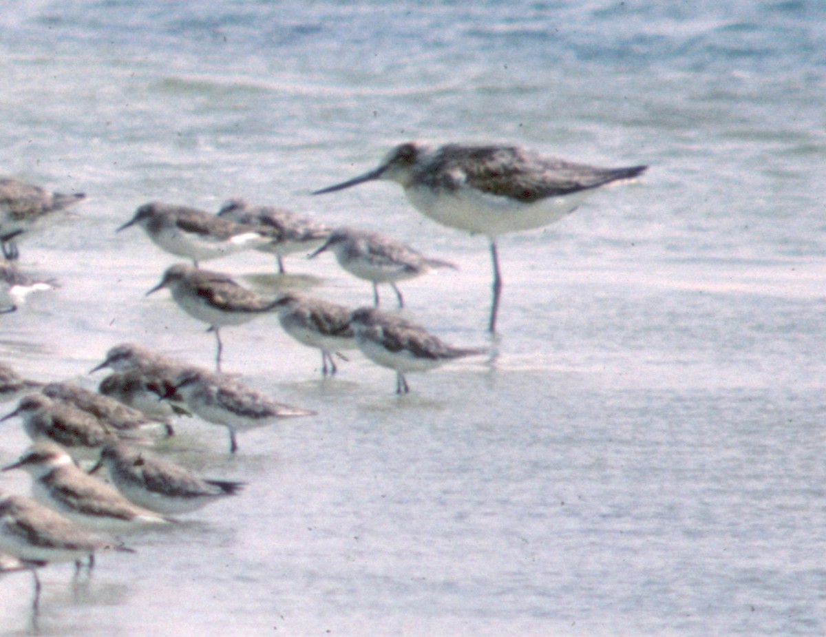 Common Greenshank - ML71201411