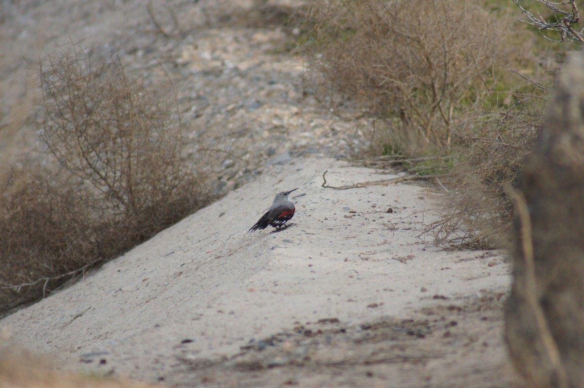 Wallcreeper - ML712018