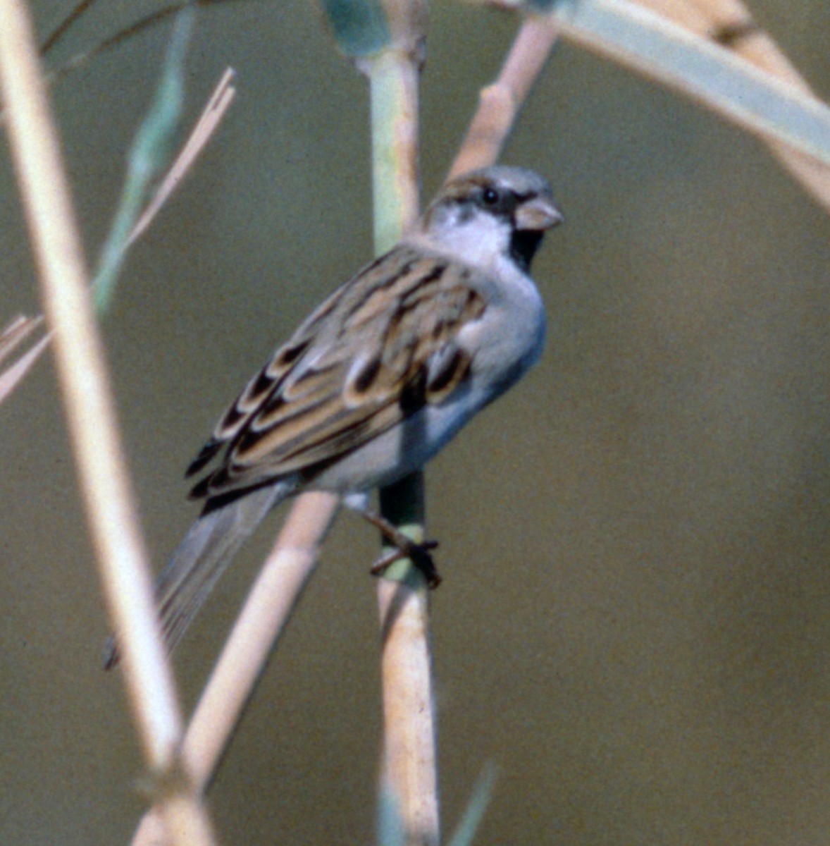 House Sparrow - ML71203111