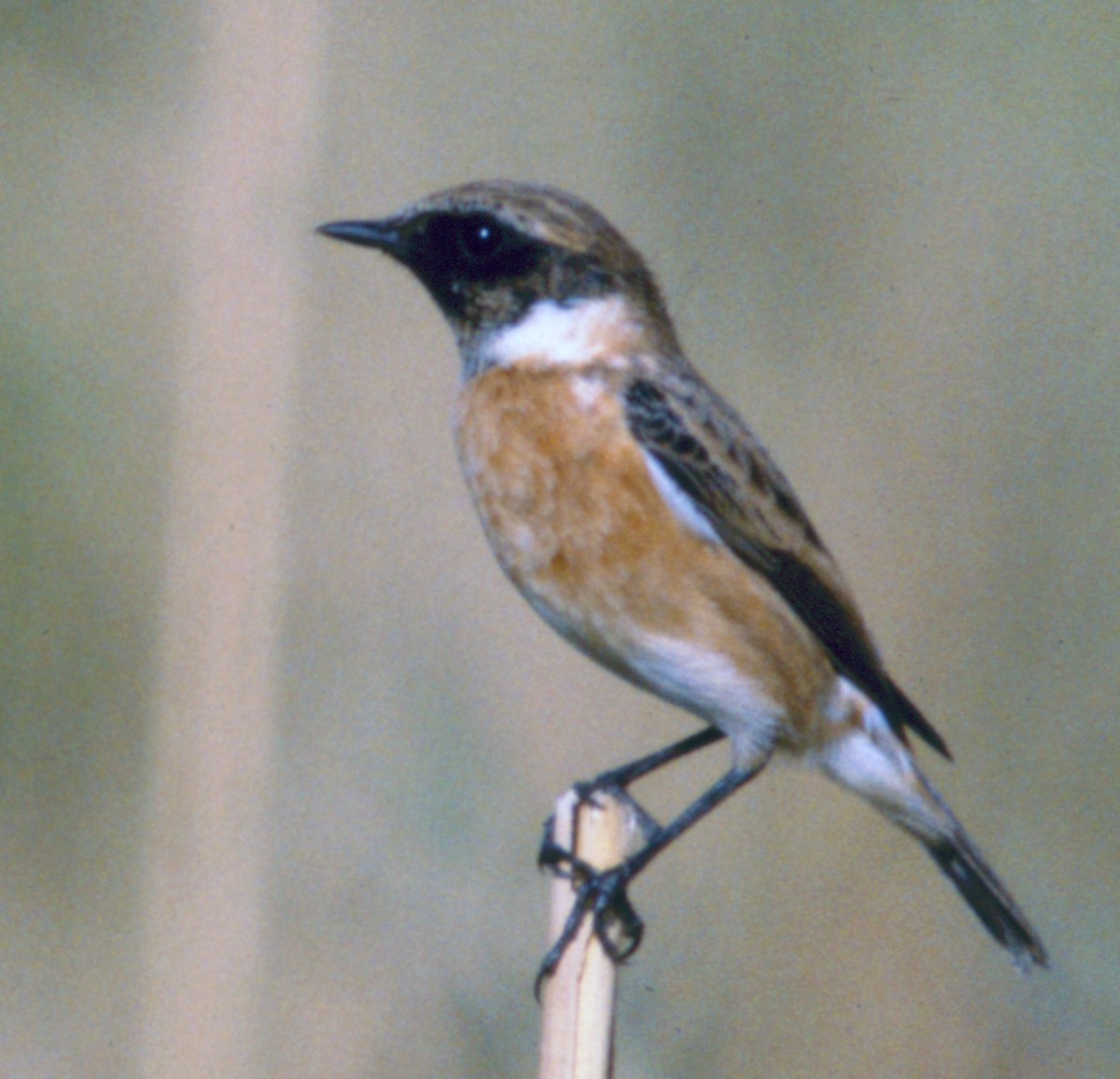 European Stonechat - ML71203231