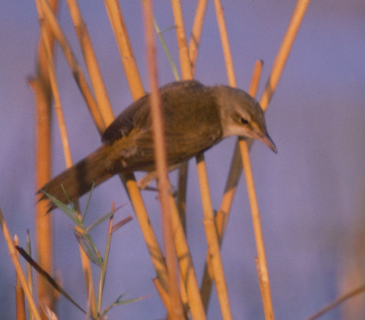 Clamorous Reed Warbler - ML71203291