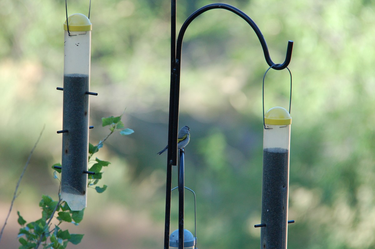 Lawrence's Goldfinch - ML71203411