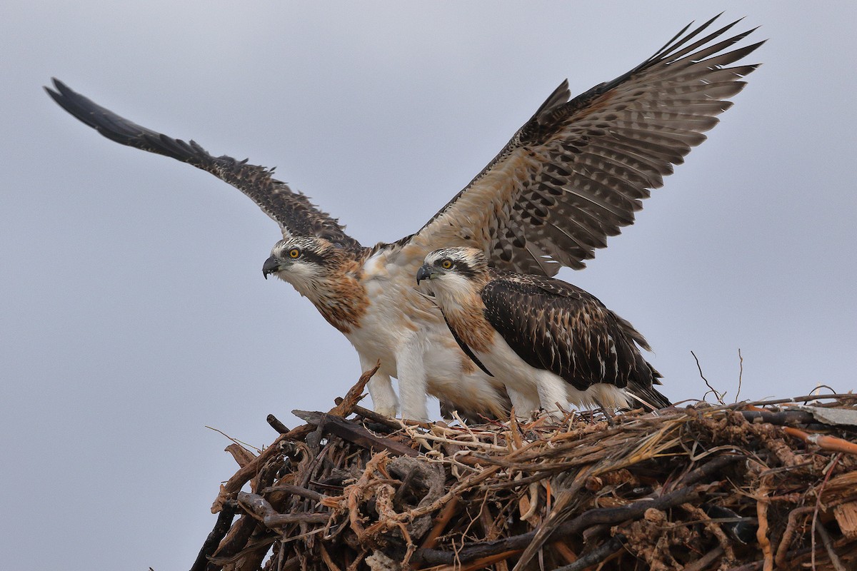 Osprey (Australasian) - ML712035