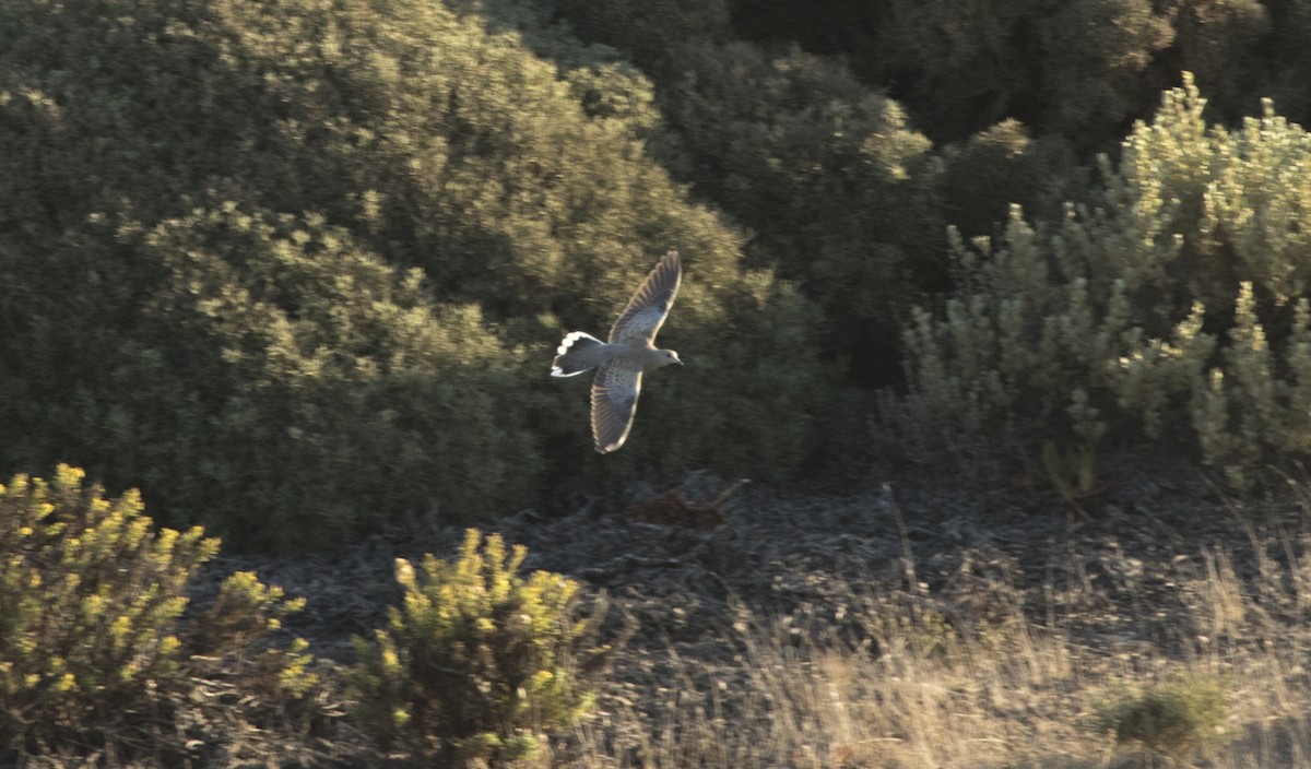 European Turtle-Dove - ML71203661