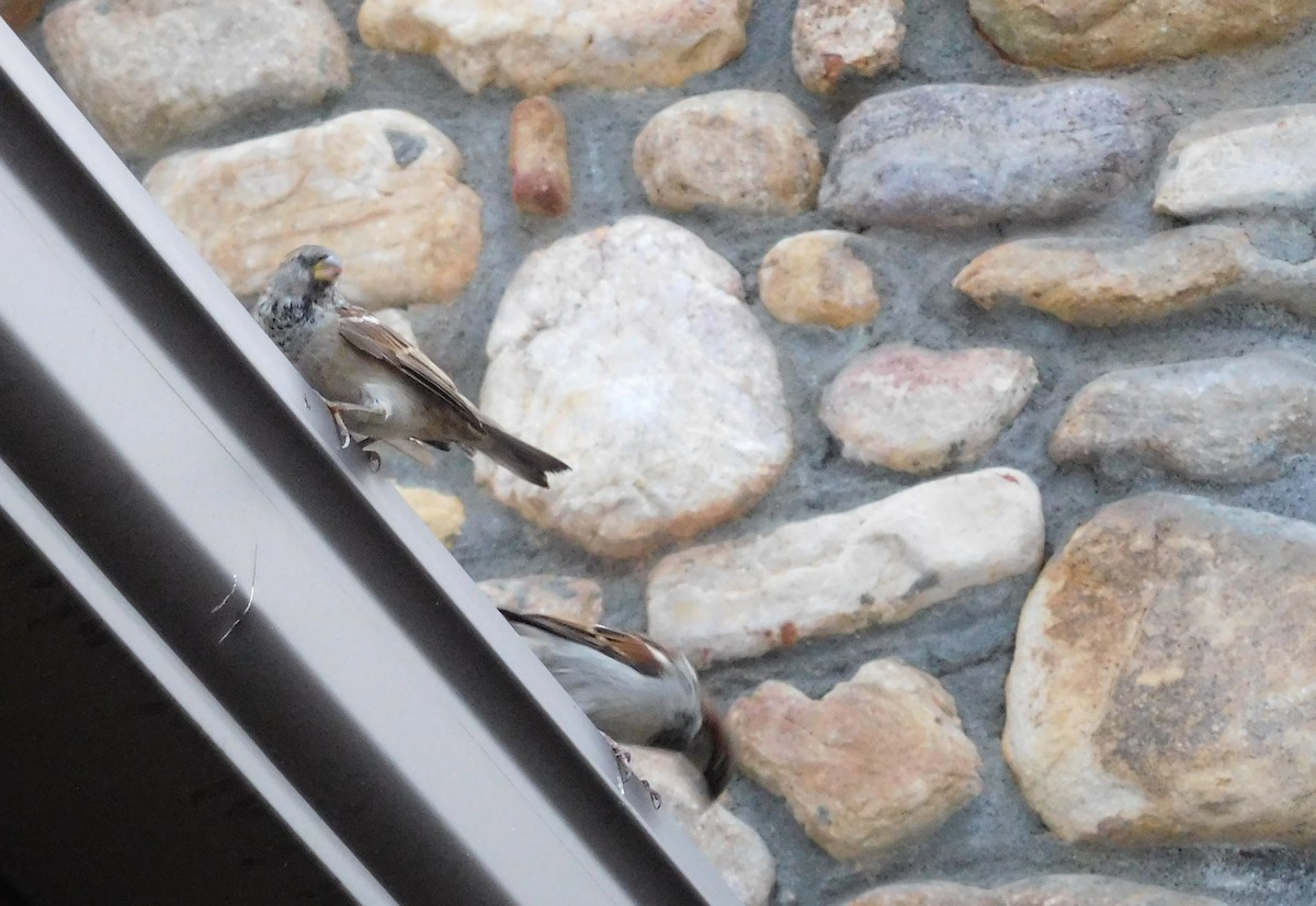 House Sparrow - ML71204311
