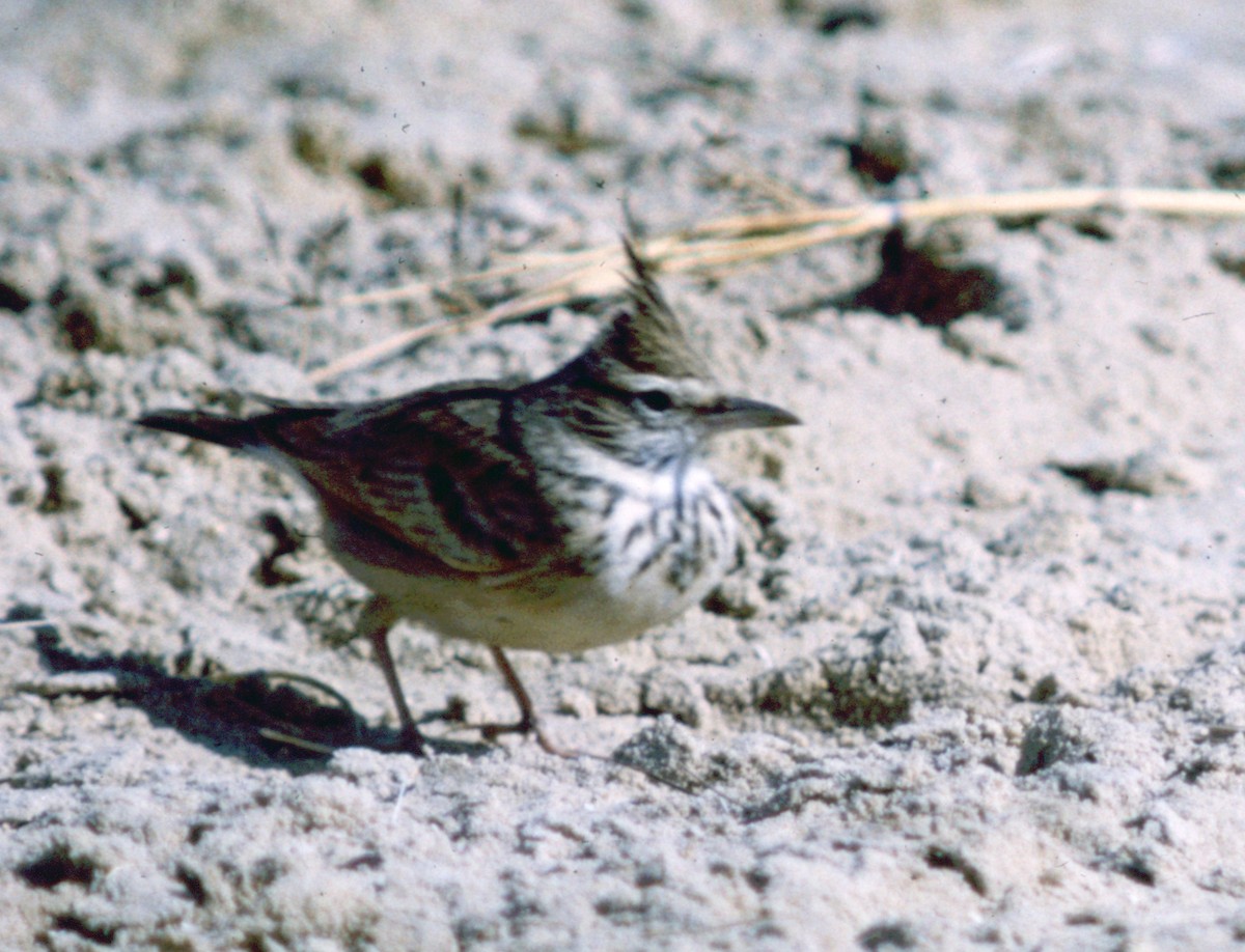 Cochevis huppé - ML71204431
