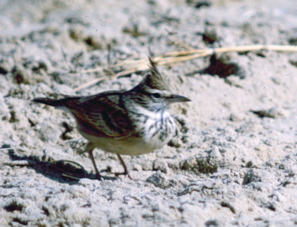 Crested Lark - ML71204431