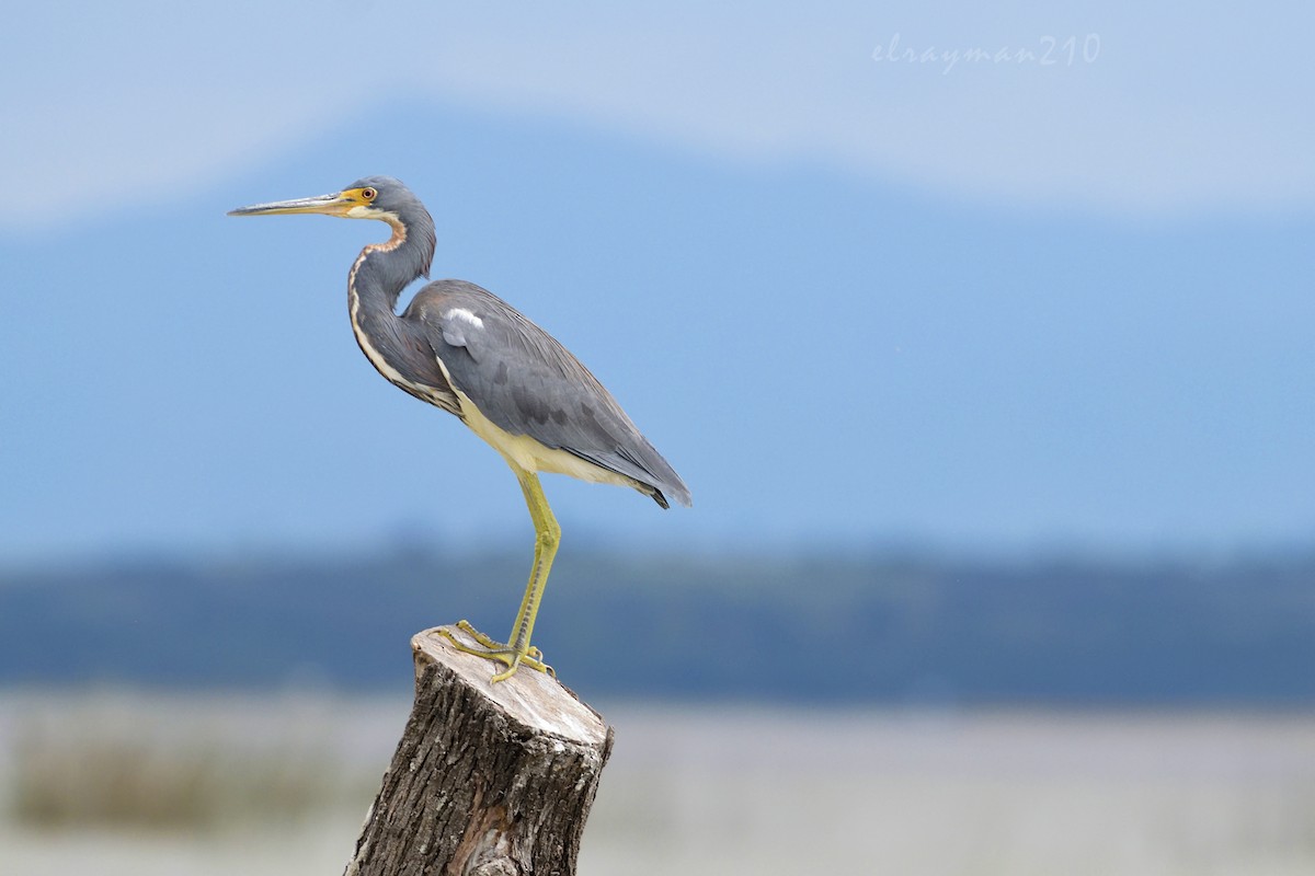 Tricolored Heron - ML71204471