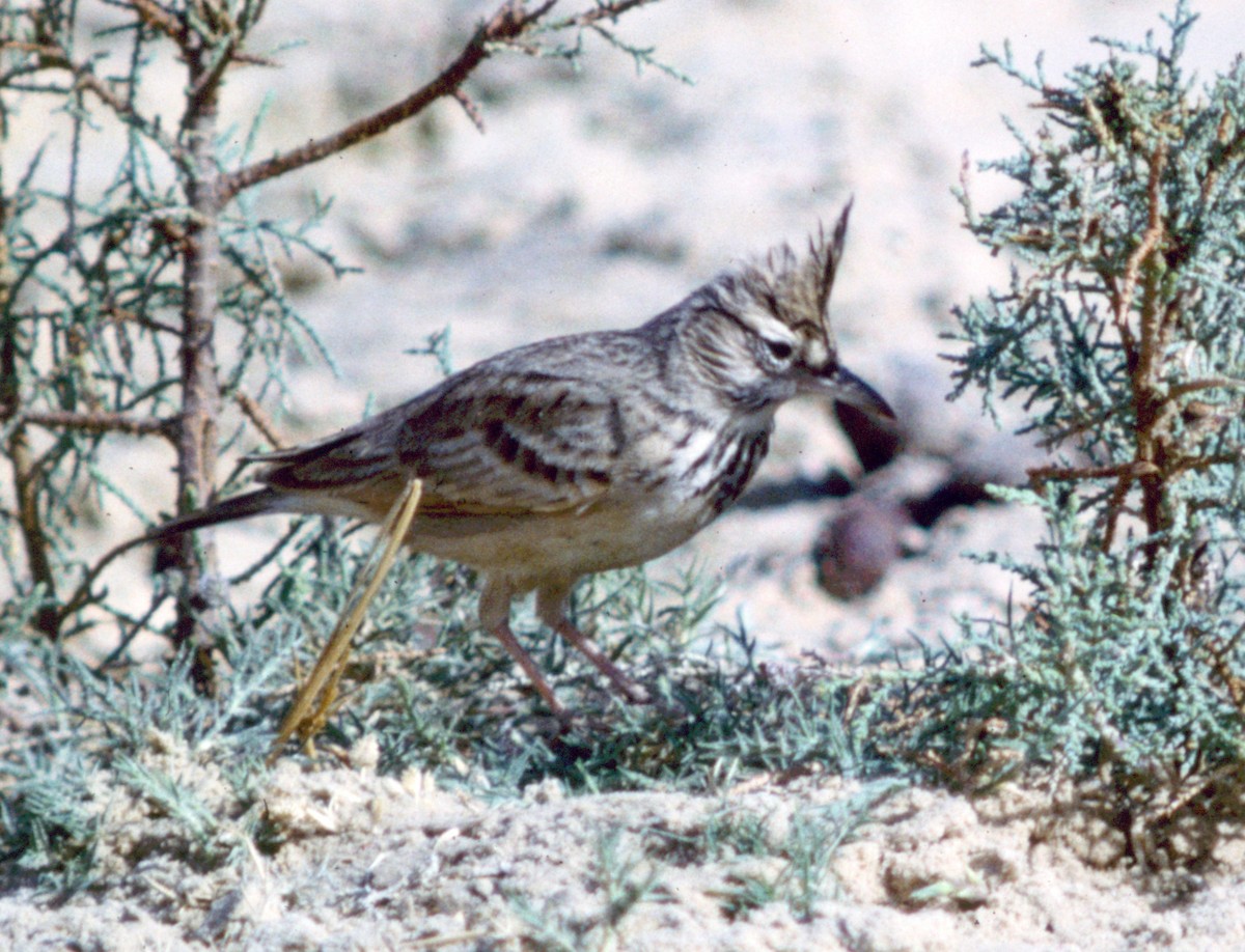 Cochevis huppé - ML71204501