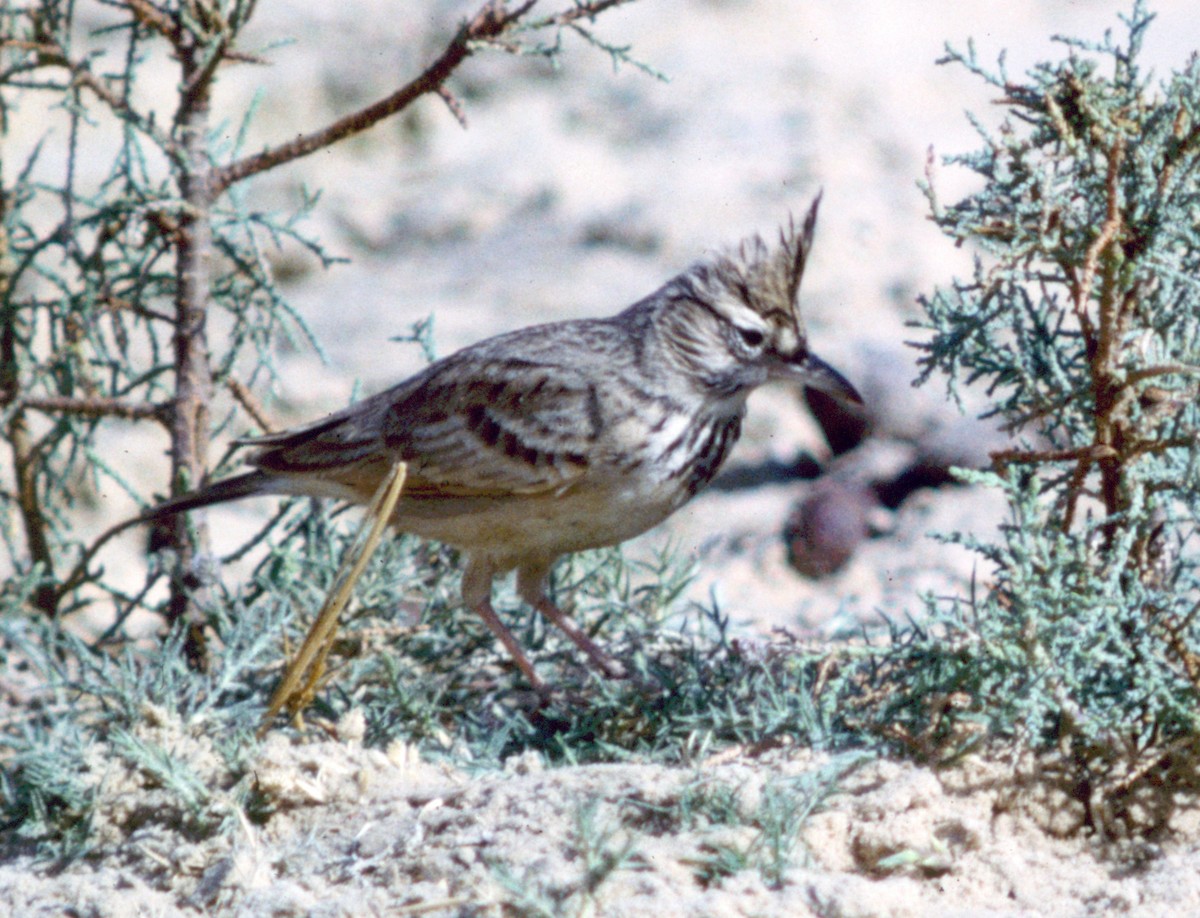 Crested Lark - ML71204501