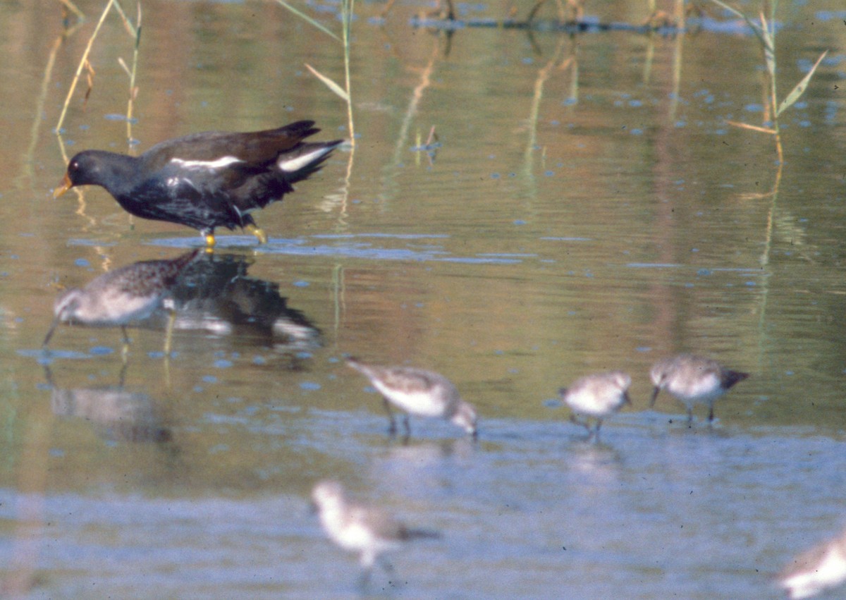 Eurasian Moorhen - ML71204631