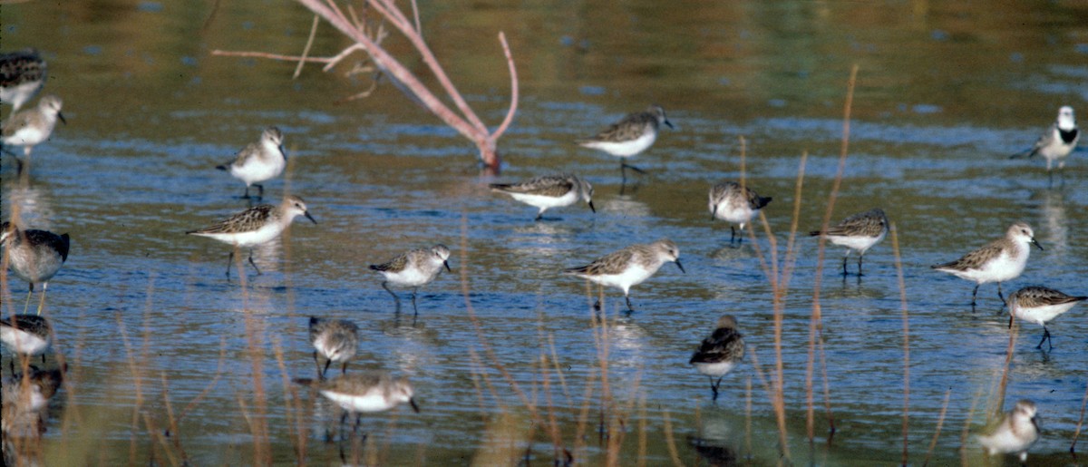 Little Stint - ML71204891