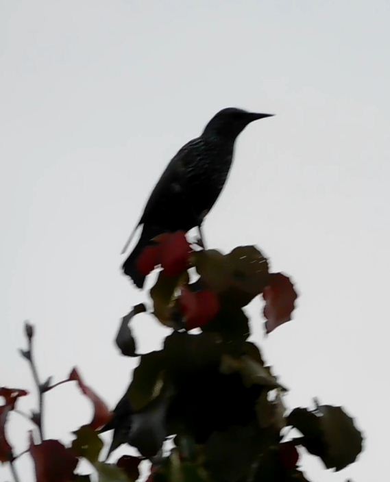 European Starling - LynnErla Beegle