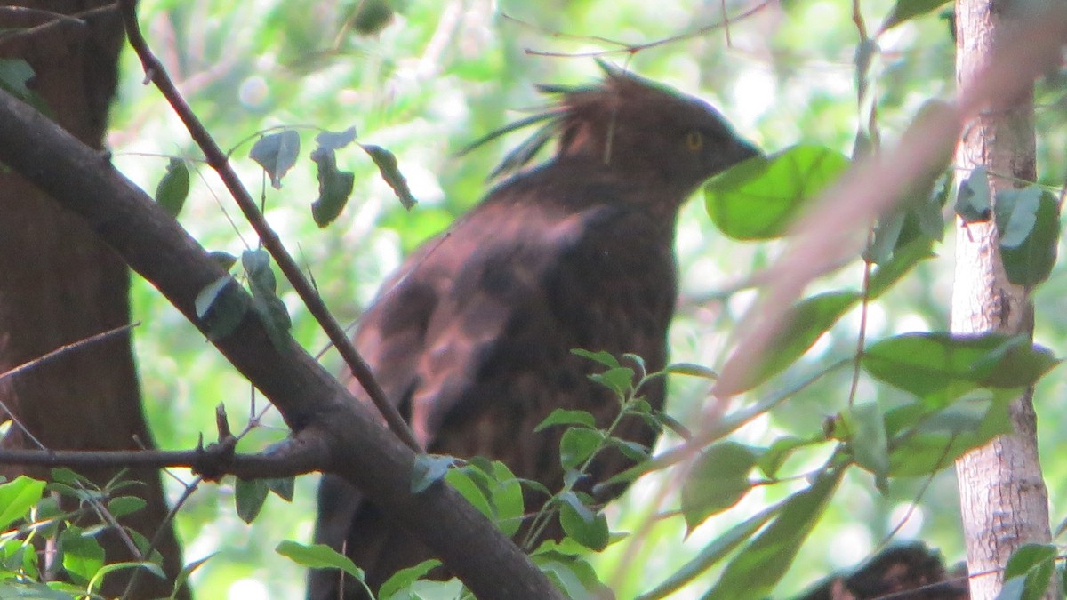 Changeable Hawk-Eagle (Crested) - ML71206361