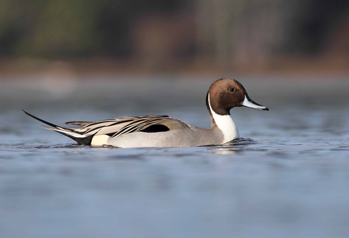 Northern Pintail - Liron Gertsman