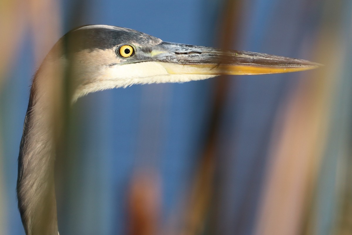 Great Blue Heron - ML71207571