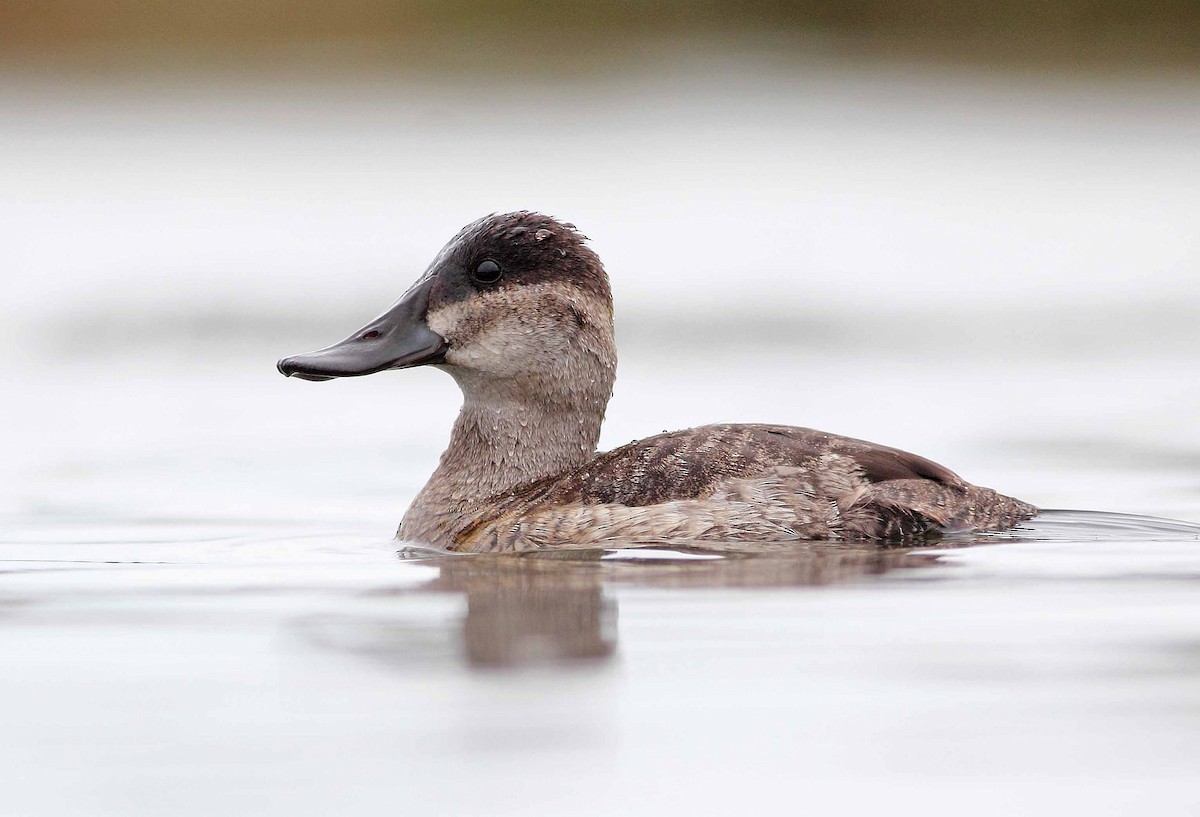 Ruddy Duck - ML71209051