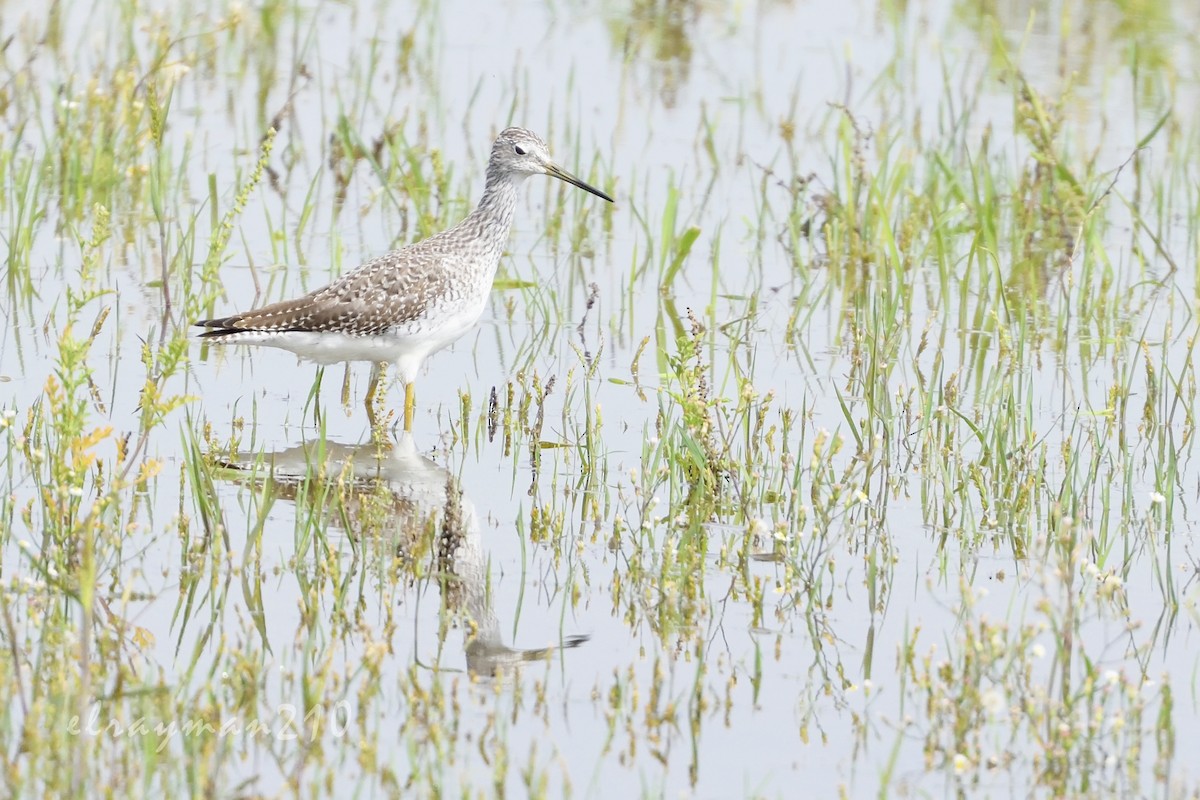 Greater Yellowlegs - Ricardo Arredondo