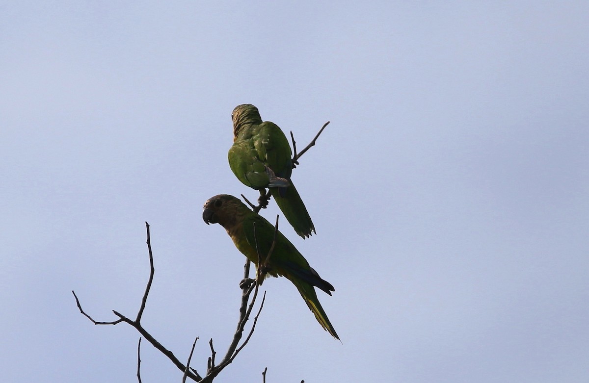 Aratinga Pertinaz (grupo pertinax) - ML71209151