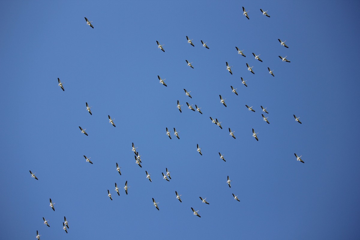 American White Pelican - ML71209921