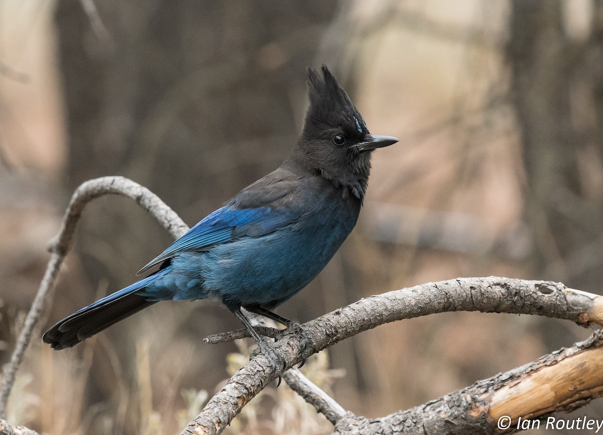 Steller's Jay - ML71210231