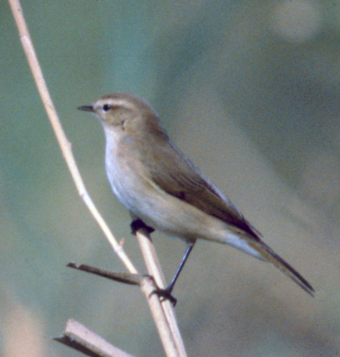 Willow Warbler - ML71210391