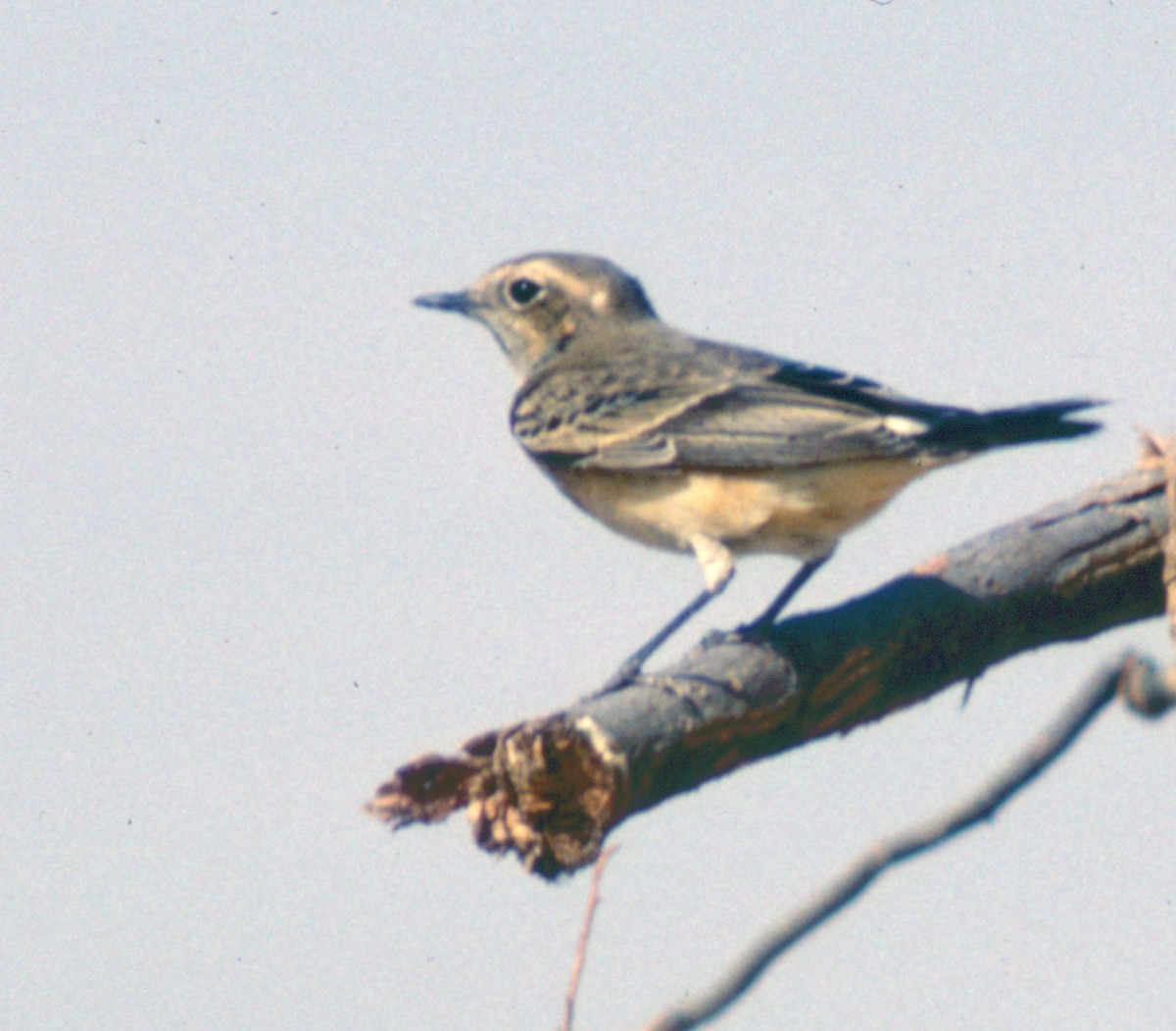 Pied Wheatear - ML71211091