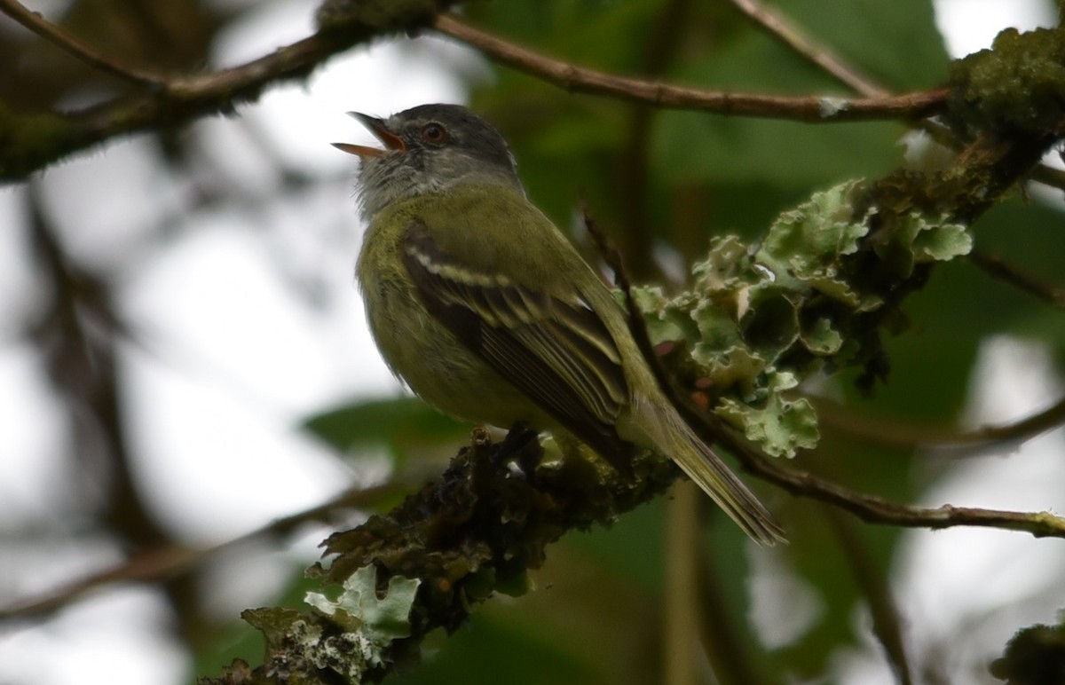 White-fronted Tyrannulet - ML71211431
