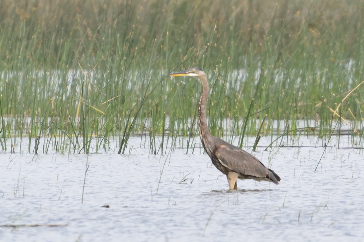 Garza Azulada - ML71214221