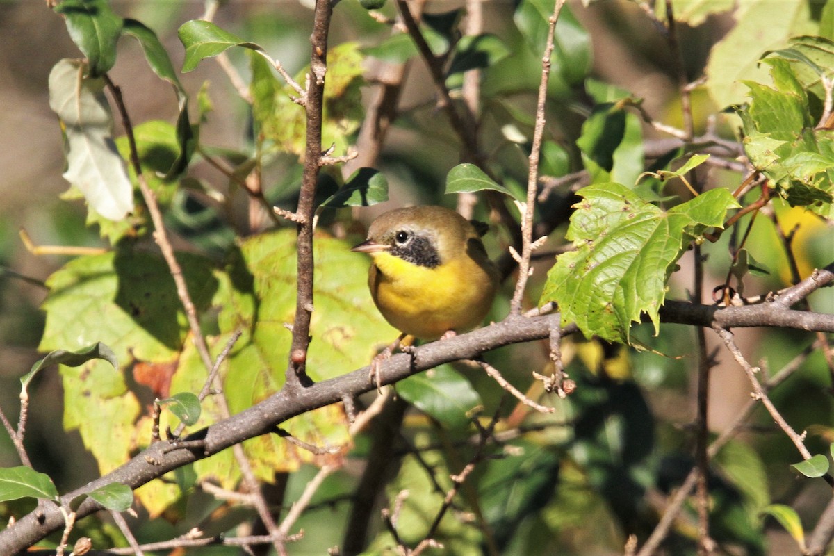 Common Yellowthroat - ML71214361