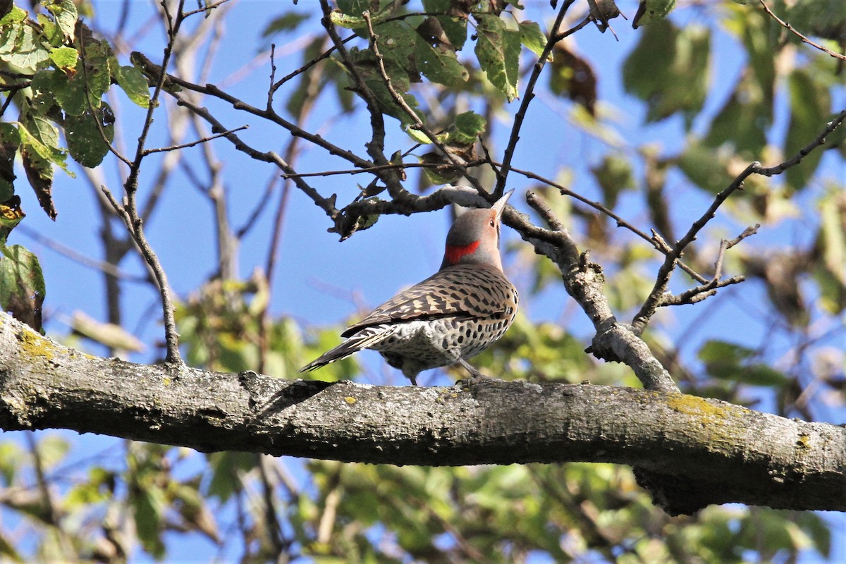 Northern Flicker (Yellow-shafted) - ML71214501