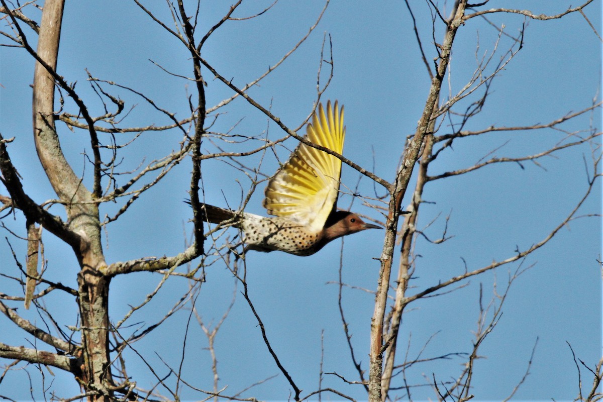 Northern Flicker (Yellow-shafted) - ML71214511