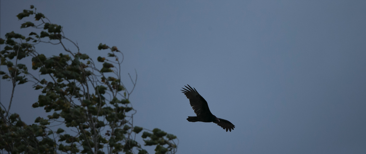 Turkey Vulture - Brandon Holden