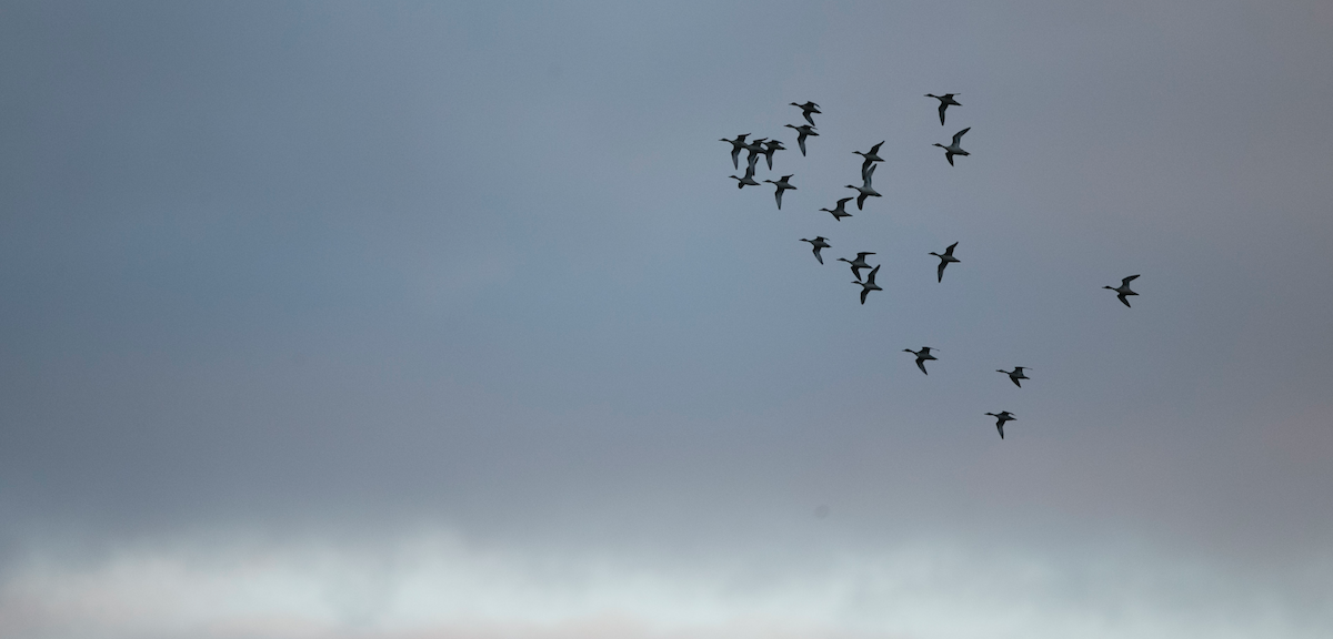 Northern Pintail - Brandon Holden