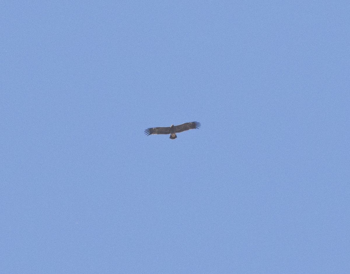 Lesser Spotted Eagle - simao ribeiro