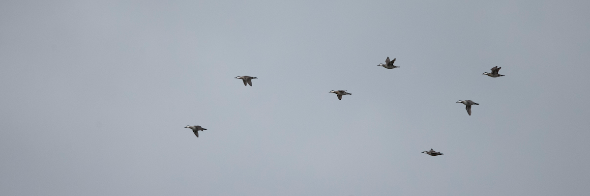 Ruddy Duck - Brandon Holden