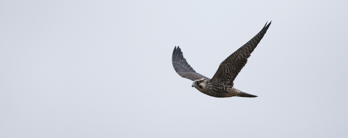 Peregrine Falcon - Brandon Holden