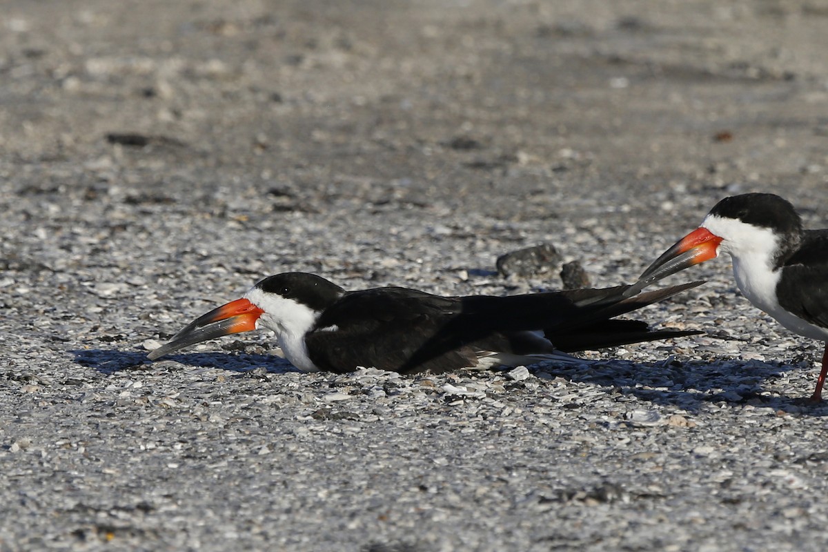 Black Skimmer - ML71217471