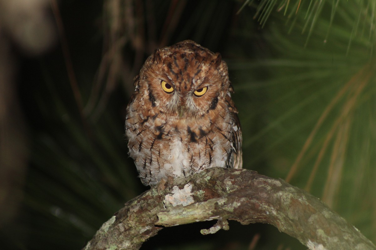 Whiskered Screech-Owl - Venus Medina