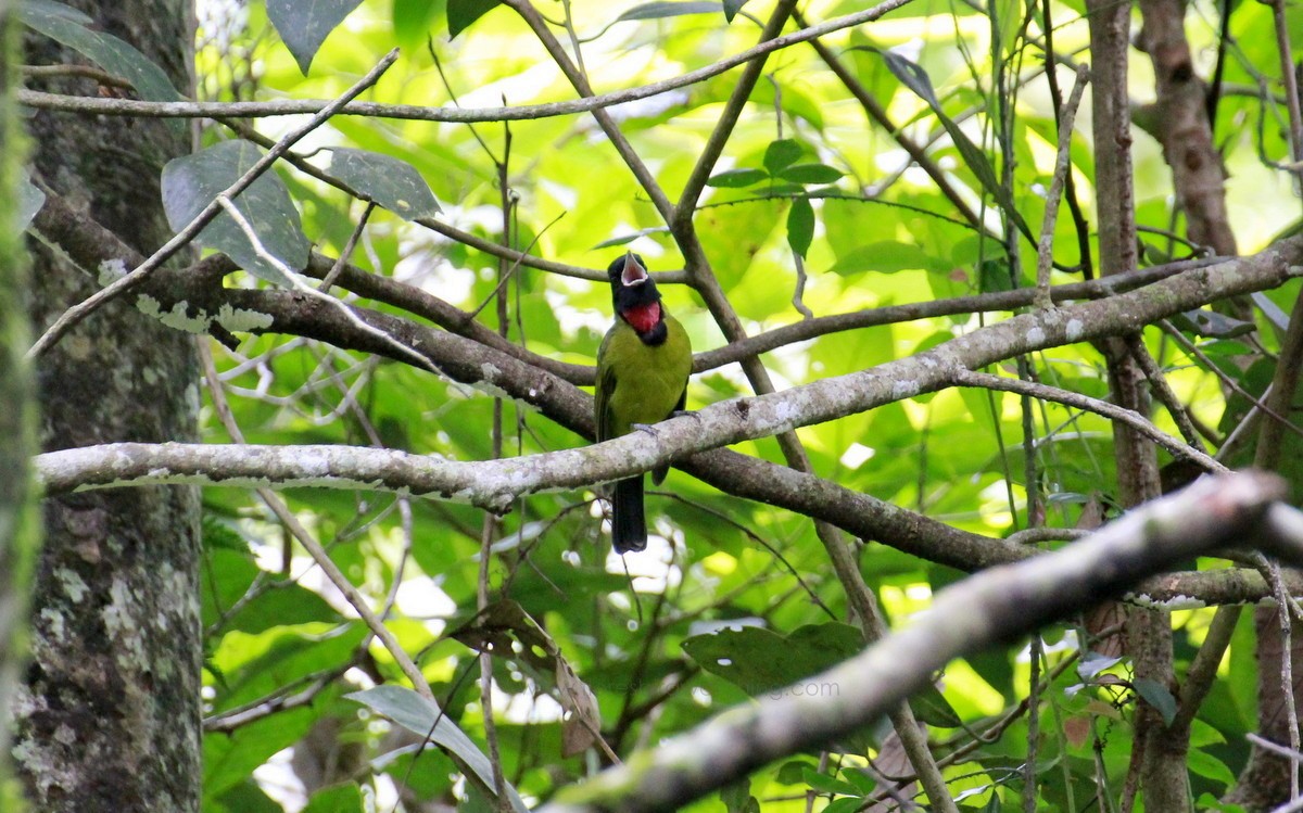 Bare-throated Whistler - Yovie Jehabut