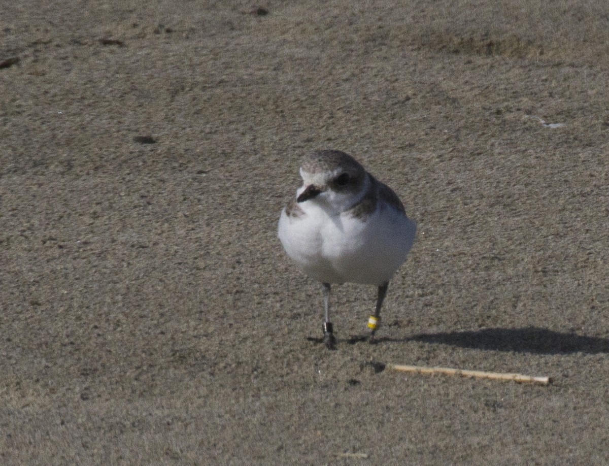 Snowy Plover - ML71219691