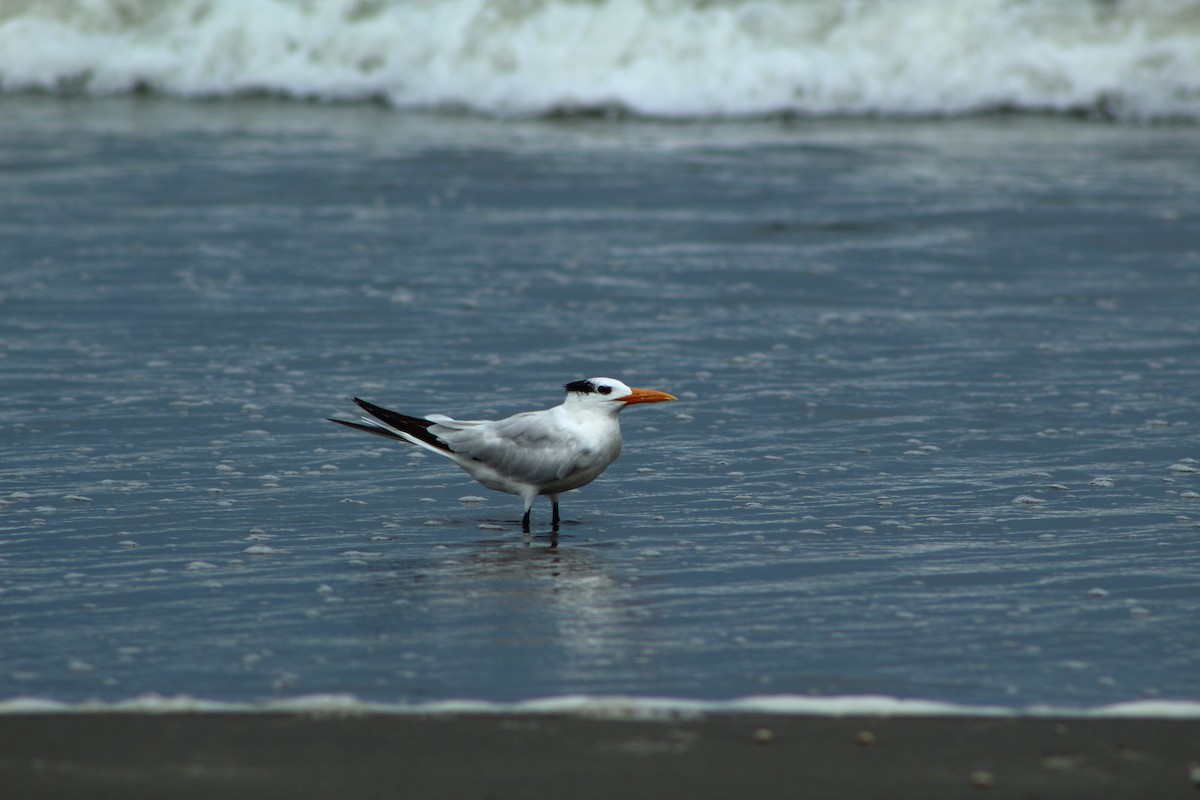 Royal Tern - Matthews Randall Carbonel Sinarahua