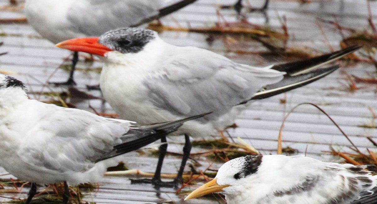 Caspian Tern - ML71221641