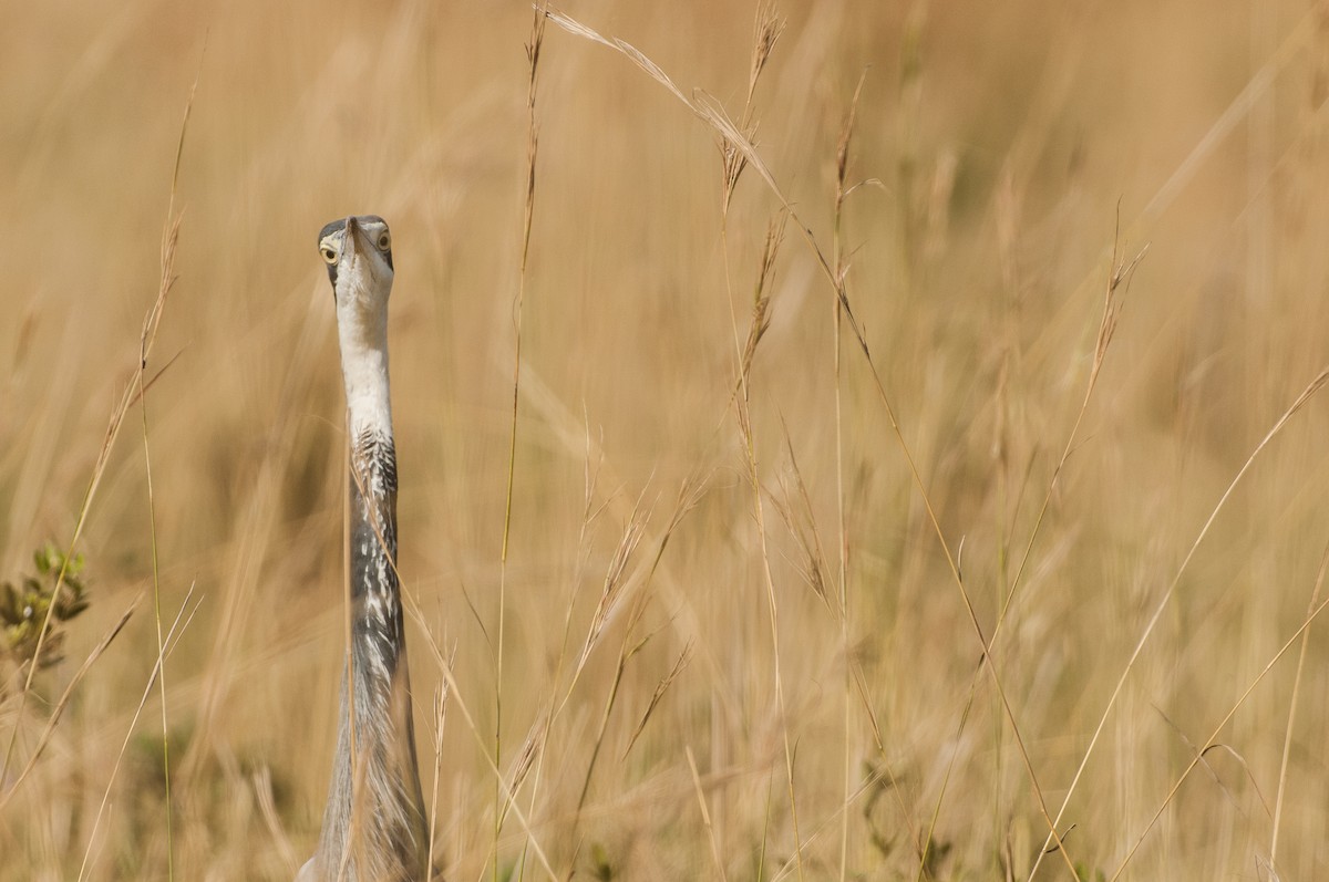 Black-headed Heron - ML712230