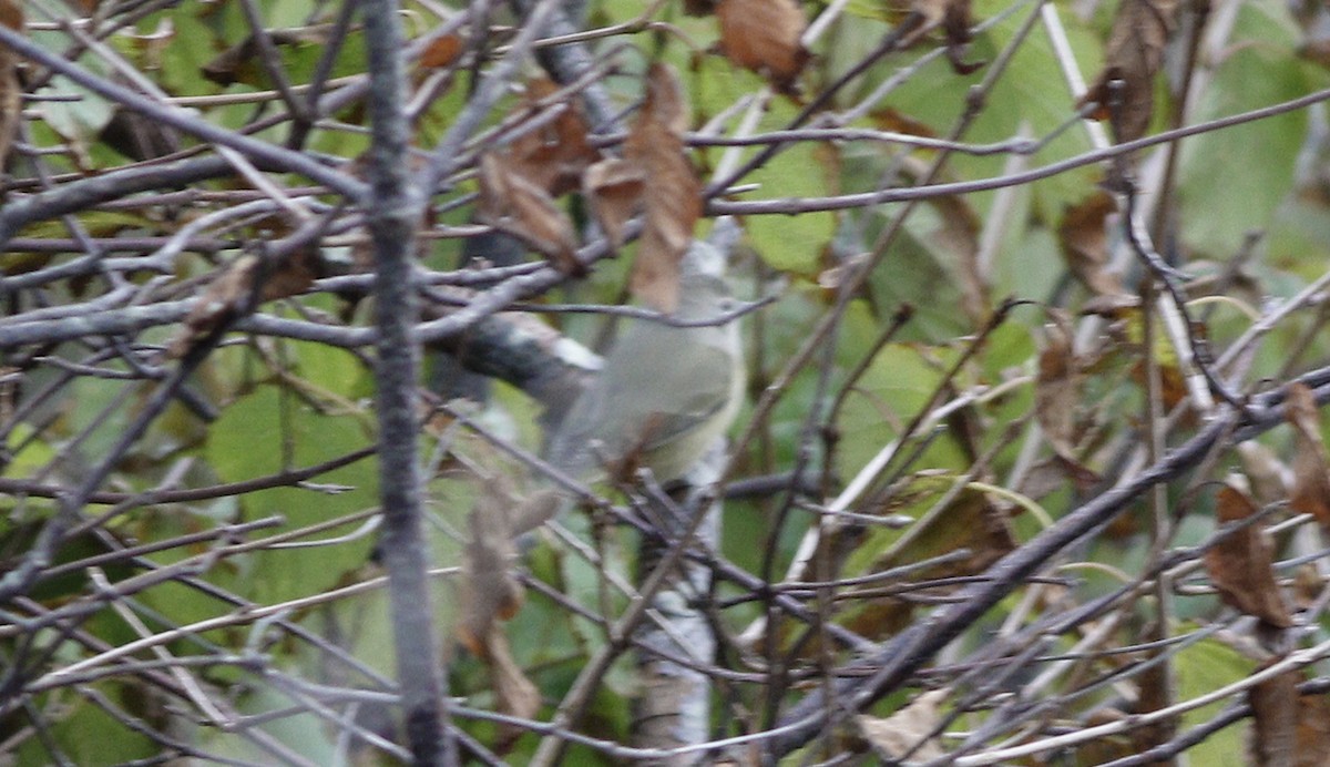 Orange-crowned Warbler - ML71223871