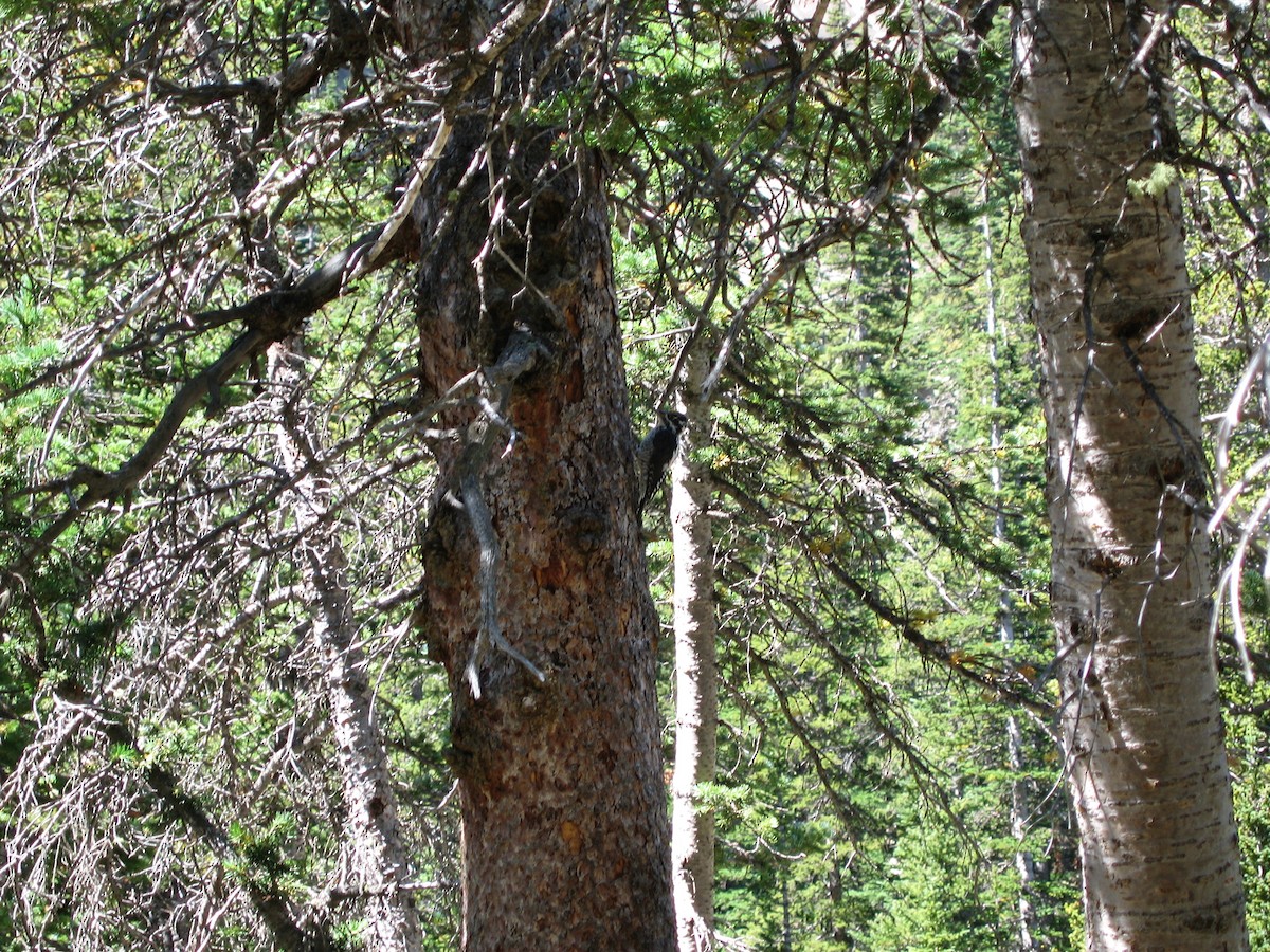 American Three-toed Woodpecker - ML71224421