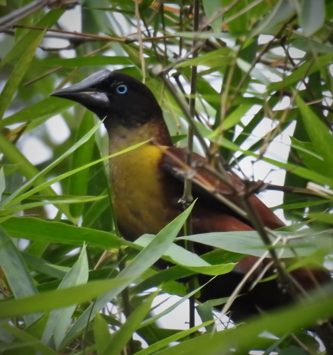 カブトオオツリスドリ - ML712247